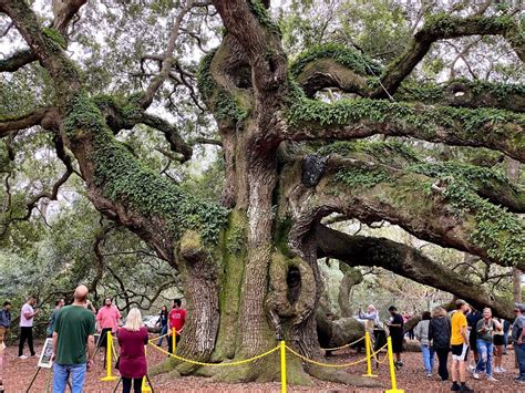 how old is the angel oak|angel oak tree 400 years old.